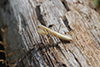 Mantis religiosa